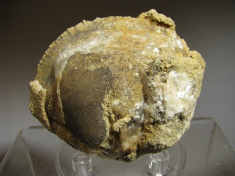 Calcite in Fossil Bivalve - Secchia Valley, Emilia, Italy